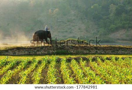 BUON ME THUOT, VIETNAM- FEB 7: Man rides elephant on path at countryside, dusty way by dust of soil, vegetable field in green at evening, mahout ride this animal for travel, Viet Nam, Feb 7, 2014