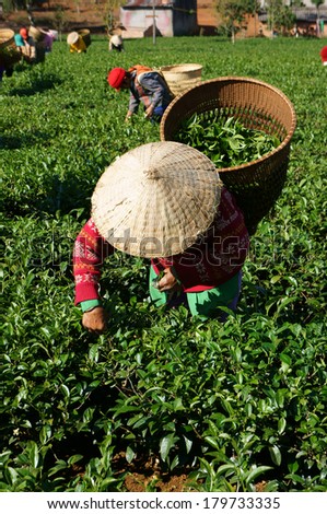 THAI NGUYEN, VIETNAM- FEB 24: People pick tea leaf on agricultural plantation, tea leave is good, healthy drink, picker working at day, carry basket, pick green leaf to harvest, Vietnam, Feb 24, 2014