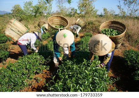 THAI NGUYEN, VIETNAM- FEB 24: People pick tea leaf on agricultural plantation, tea leave is good, healthy drink, picker working at day, carry basket, pick green leaf to harvest, Vietnam, Feb 24, 2014