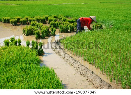 BUON ME THUOT- VIETNAM- FEB 7: Vietnamese woman farmer working on rice plantation, the green paddy field on mud, full of water, people work hard on agricultural farm in day, Vietnam, Feb 7, 2014
