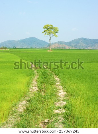 Beautiful agriculture field at Buon Me Thuot, Daklak, Vietnam, tree on green paddy field, eco place for Viet Nam travel, vast landscape under sky
