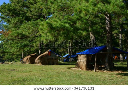 Dalat countryside landscape, Suoi Vang, place for travel, camp under pine tree among pine forest, beautiful scene for ecotourism at Da Lat, Vietnam, fresh air, green grass, harmony nature