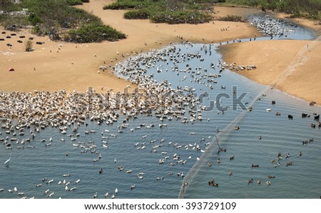 Grazing animal on river, herd of duck on water, poultry breeding at Vietnam