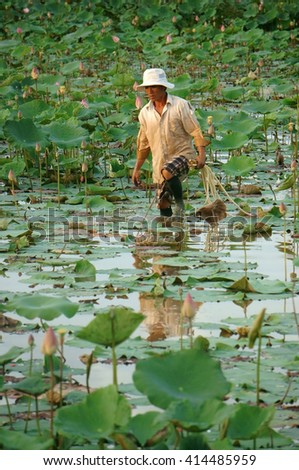 DONG THAP, VIET NAM- NOV 25, 2014: Vietnamese farmer working on lotus pond, Asian man crop lotus flower, an agriculture product at Mekong Delta, Vietnam