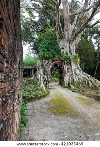 Amazing old tree with big root at ancient temple, Quang Ngai, Vietnam, impression root make gate for entrance