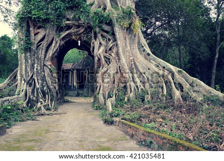 Amazing old tree with big root at ancient temple, Quang Ngai, Vietnam, impression root make gate for entrance