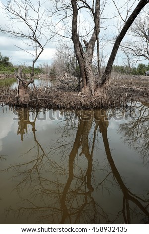 Dry mangrove forest at Ca Mau, Viet Nam, group of dried tree reflect on water, deforestation situation effect to environment, can make disaster