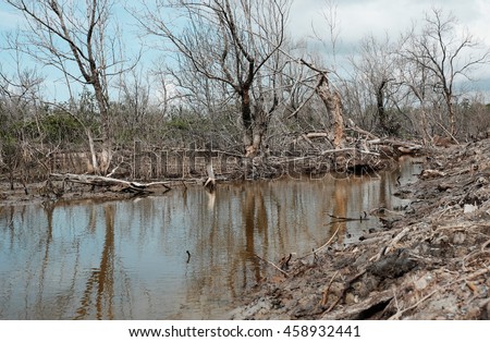 Dry mangrove forest at Ca Mau, Viet Nam, group of dried tree reflect on water, deforestation situation effect to environment, can make disaster