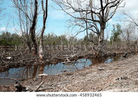 Dry mangrove forest at Ca Mau, Viet Nam, group of dried tree reflect on water, deforestation situation effect to environment, can make disaster