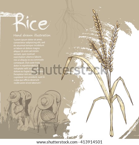hand drawn illustration of rice. rice background design
