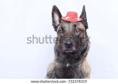 belgian malinois ear cropping malinois stock images royalty free images u0026 vectors shutterstock belgian malinois ear cropping malinois stock images royalty free images u0026 vectors shutterstock