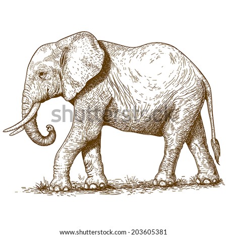 vector illustration of engraving elephant on white background