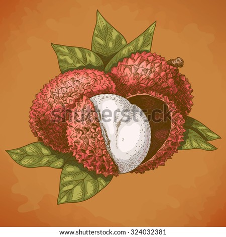Vector engraving antique illustration of lychee in retro style