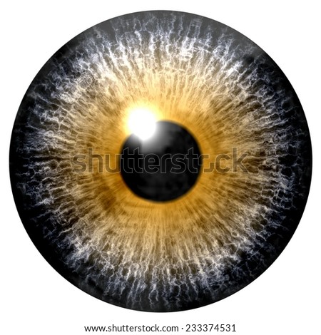 Detailed Realistic Eye Texture Isolated Stock Illustration 318239678 ...