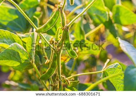 Soybean pods, close up. Agricultural soy plantation on the sunny field bokeh background. Soy bean plant in sunny field . Green growing soybeans against sunlight.
