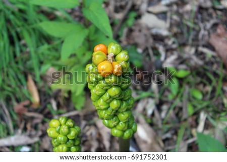 Arum Stock Images, Royalty-Free Images & Vectors | Shutterstock