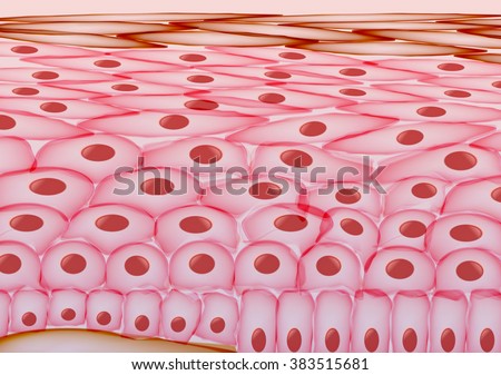 skin cells stock photos royalty free images vectors keratinocyte stock images royalty free images vectors skin cells stock photos royalty free images vectors keratinocyte stock images royalty free images vectors