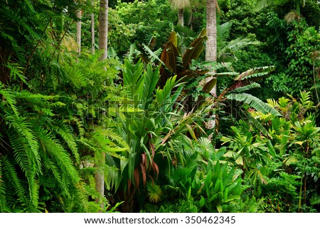 Tropical Garden Cairns North Queensland Australia Stock Photo 96809767 ...