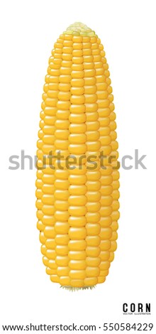 Vector corn on the cob. design element