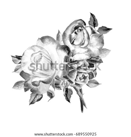 Single Black Rose Watercolor Painted Stock Illustration 82898329 ...