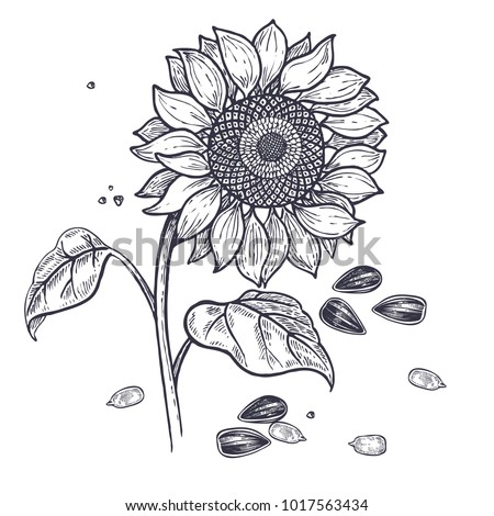 Free Free 331 Clipart Realistic Sunflower Svg SVG PNG EPS DXF File