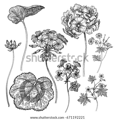 Geraniums Stock Images, Royalty-Free Images & Vectors | Shutterstock