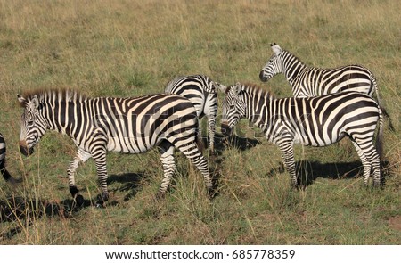 Zebras Africa Stock Photo 380199 - Shutterstock