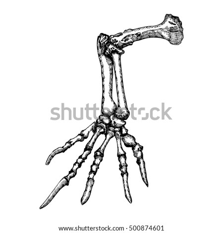 Skeleton Hand Stock Images, Royalty-Free Images & Vectors | Shutterstock