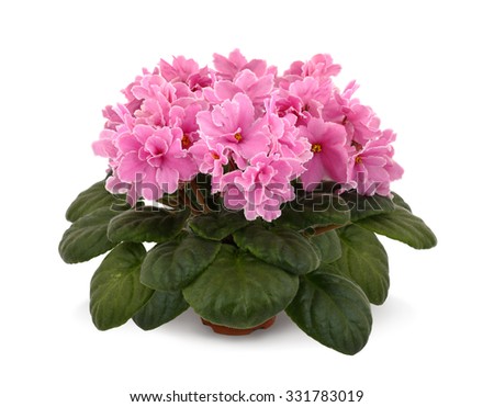 Gesneriaceae Ã Â¸Â Ã Â¸Â²Ã Â¸ÂžÃ Â¸ÂªÃ Â¸Â•Ã Â¹Â‡Ã Â¸Â­Ã Â¸Â Ã Â¸Â Ã Â¸Â²Ã Â¸ÂžÃ Â¹ÂÃ Â¸Â¥Ã Â¸Â°Ã Â¹Â€Ã Â¸Â§Ã Â¸ÂÃ Â¹Â€Ã Â¸Â•Ã Â¸Â­Ã Â¸Â£Ã Â¹ÂŒÃ Â¸Â›Ã Â¸Â¥Ã Â¸Â­Ã Â¸Â”Ã Â¸Â„Ã Â¹ÂˆÃ Â¸Â²Ã Â¸Â¥Ã Â¸Â´Ã Â¸Â‚Ã Â¸ÂªÃ Â¸Â´Ã Â¸Â—Ã Â¸Â˜Ã Â¸Â´Ã Â¹ÂŒ