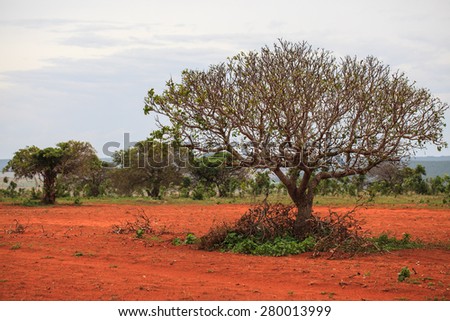 the red canyon at Binh Thuan, Vietnam. Binh Thuan has a lot of famous red ground, resort and sand.