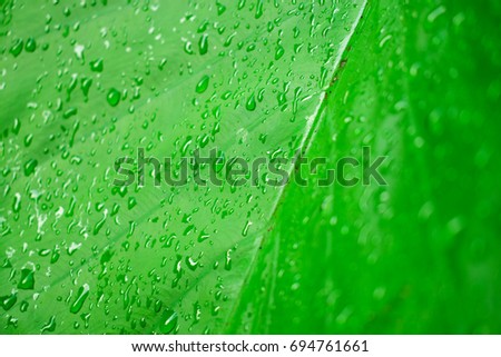 Caladium Stock Images, Royalty-Free Images & Vectors | Shutterstock