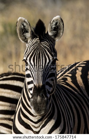 Zebra Portrait Looking Into Camera Stock Photo 175847714 - Shutterstock