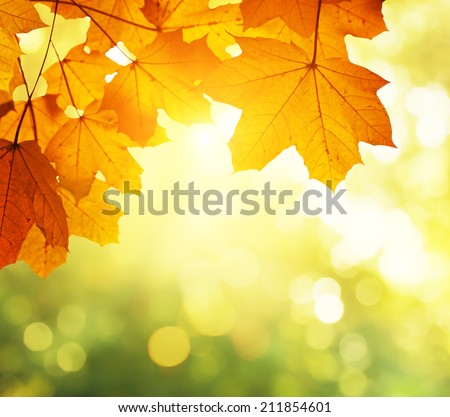 leaves in autumn forest