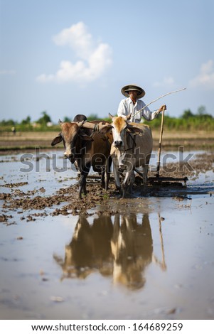 CIRCA APRIL 2010 - QUY NHON, VIETNAM - A farmer drives his oxen to plough a cleared rice field, on 25 April 2010, in Quy Nhon, Vietnam.