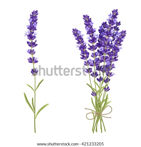 Lavender Plant Stock Images, Royalty-free Images & Vectors 