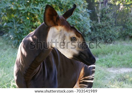 Okapi Stock Images, Royalty-Free Images & Vectors | Shutterstock