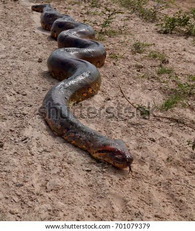 Anaconda Stock Images, Royalty-Free Images & Vectors | Shutterstock