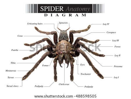 Illustration Spider Anatomy Stock Vector 141162574 - Shutterstock