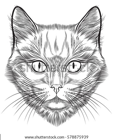 Cat Face Stock Images, Royalty-Free Images & Vectors ...