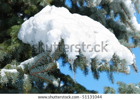 Background from a fur-tree covered with snow