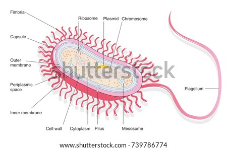 Illustration Bacterial Cell Structure Shows Cell Stock Illustration ...