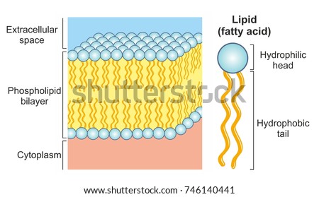 phospholipid molecule