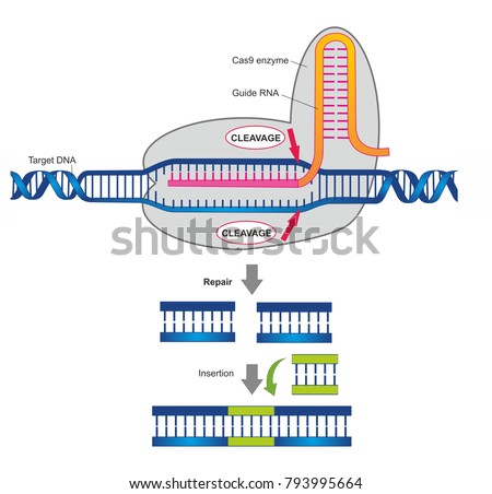 Crisprcas9 Enzyme System Genome Editing Genetic Stock Illustration ...