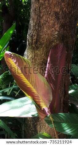 This Unique And Tropical Leaves Are Amazing Green Color On Top Pink At The