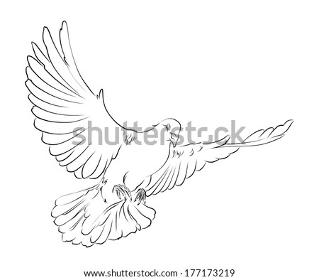 Hand Drawn Vector Sketches Beautiful White Stock Vector 59396326 ...