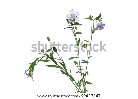 Flax Flower Isolated Stock Images, Royalty-Free Images & Vectors