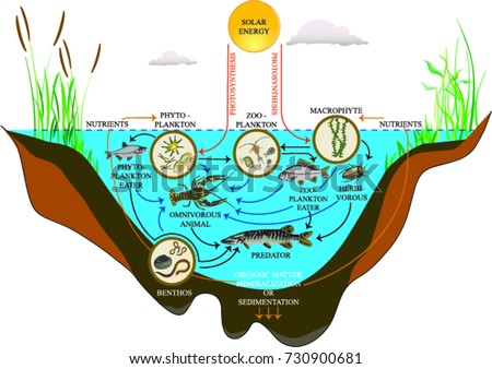 Photosynthesis Diagram Stock Images, Royalty-Free Images & Vectors ...