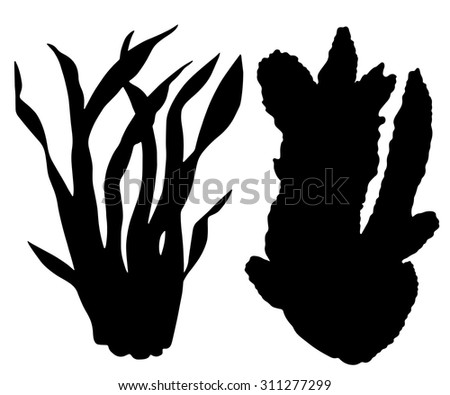 Seaweed Stock Photos, Royalty-Free Images & Vectors - Shutterstock