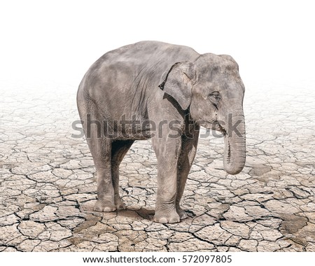 Young Baby Elephant Sit Down Show Stock Photo 532670488 ...