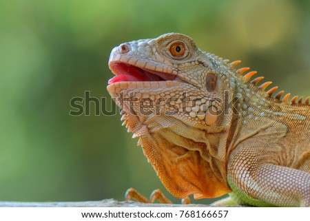 Image result for images of happy iguana